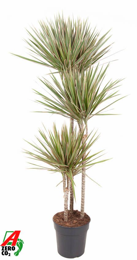 Dracaena Bicolor 90-60-30, D 24