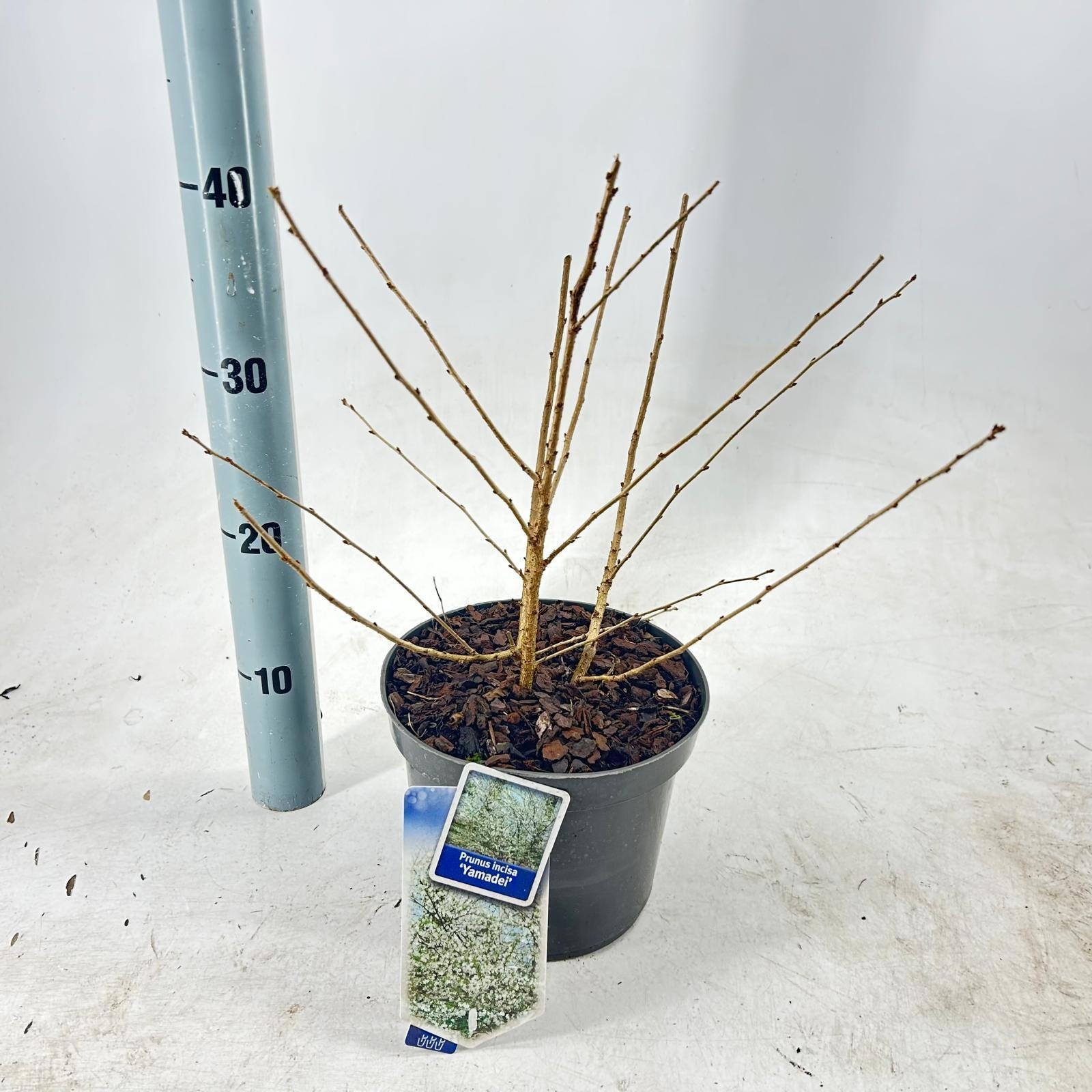 Prunus incisa 'Yamadei', D 19
