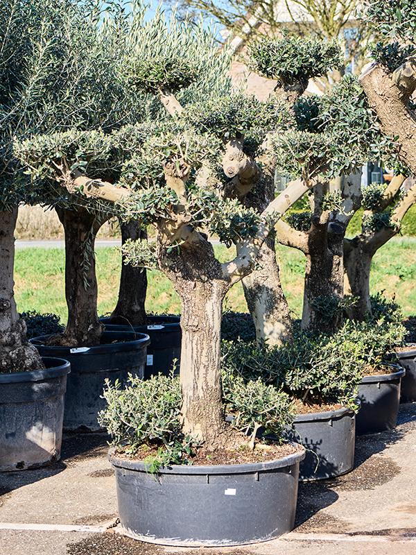 Olea europaea (160-180), D 85