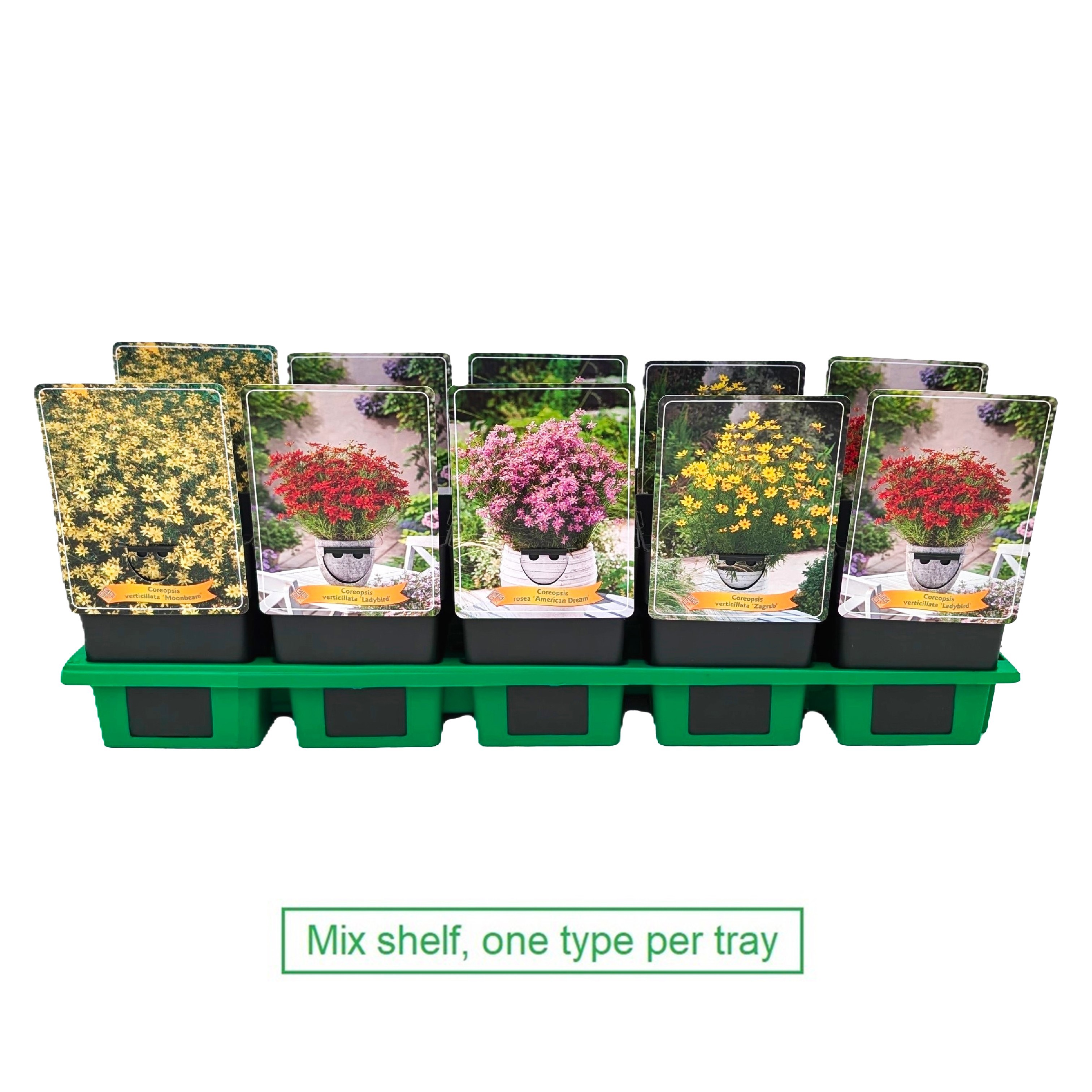 Coreopsis mix laag P11, D 11