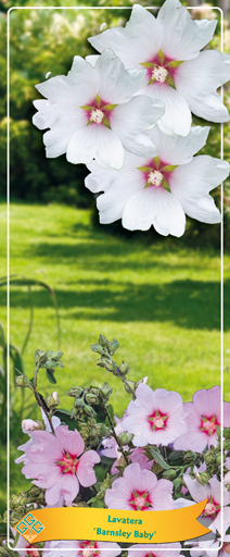 Lavatera 'Barnsley Baby' C2, D 14