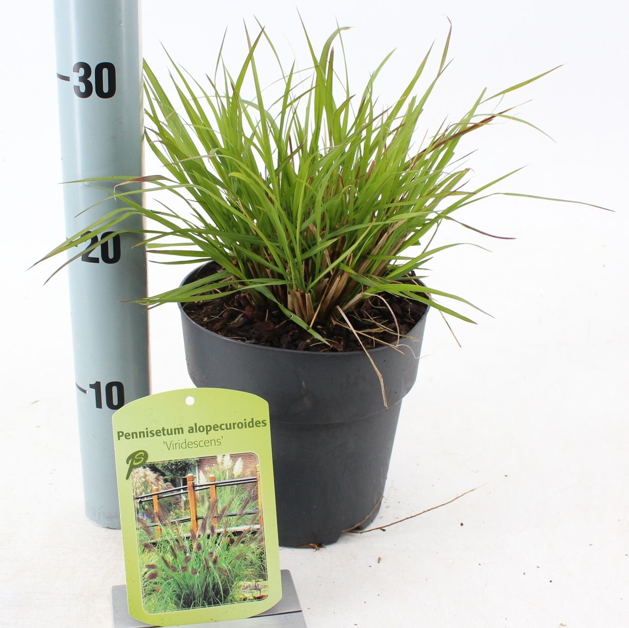 Pennisetum alopecuroides 'Viridescens', D 17