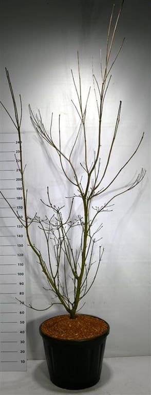 Cornus Venus, D 65
