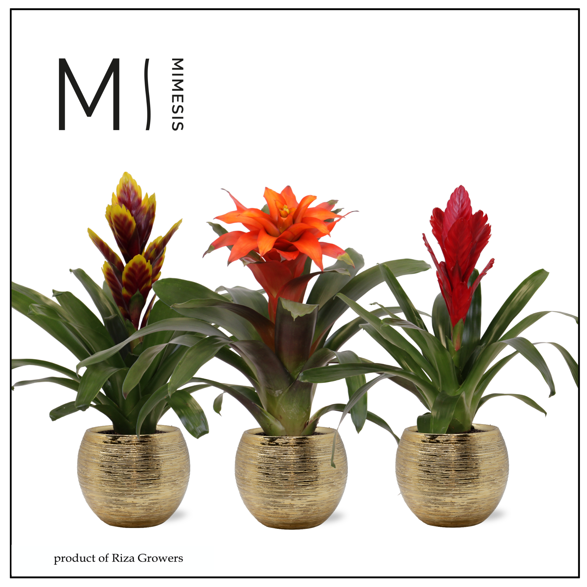 Bromelia Stylish - 12cm in Bolivia Brush | Mimesis, D 12