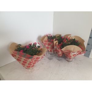 AZALEA Pot 13 cm Azalea in hartjeshoes, D 13