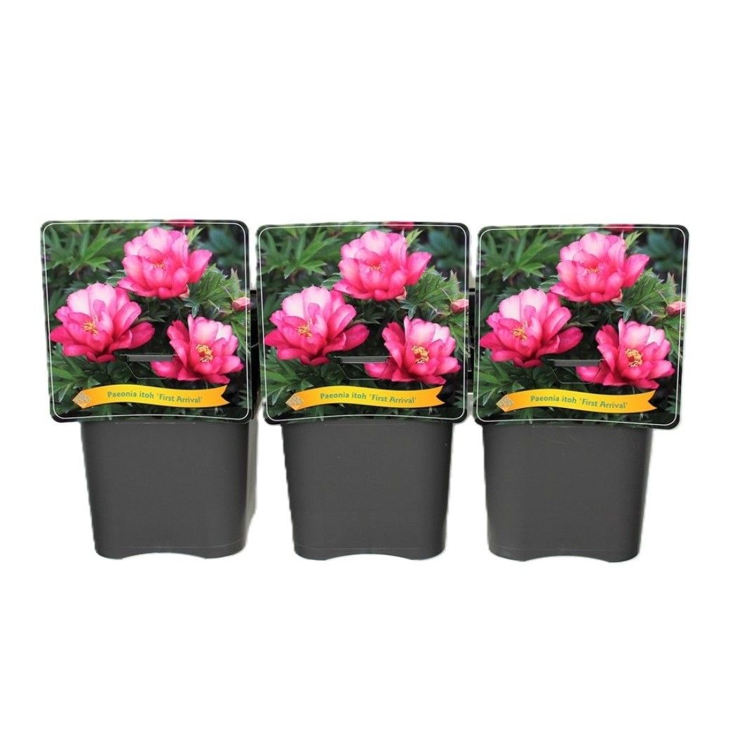 Paeonia Itoh 'First Arrival' C5, D 21