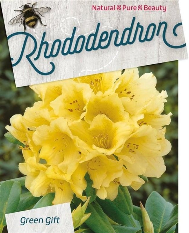 Rhododendron 'Nancy Evans', D 40