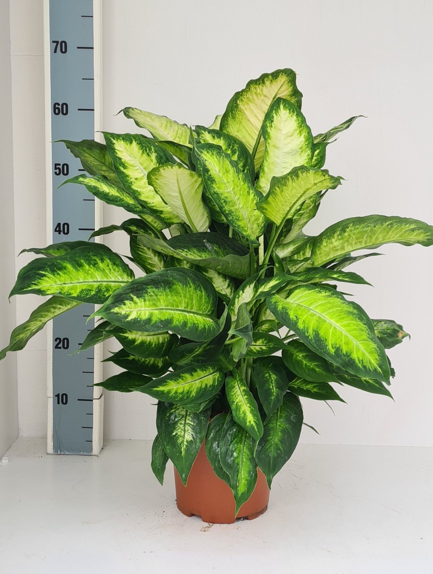 Dieffenbachia Camilla, D 19