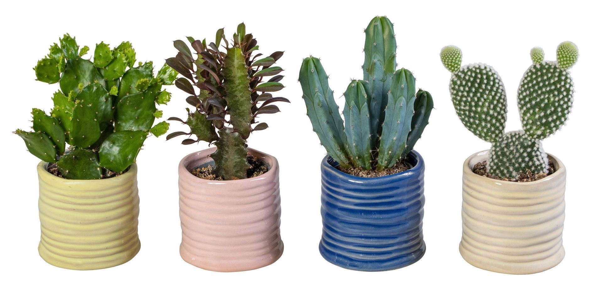 L 65997 with Cactus Mix 6 cm, D 6