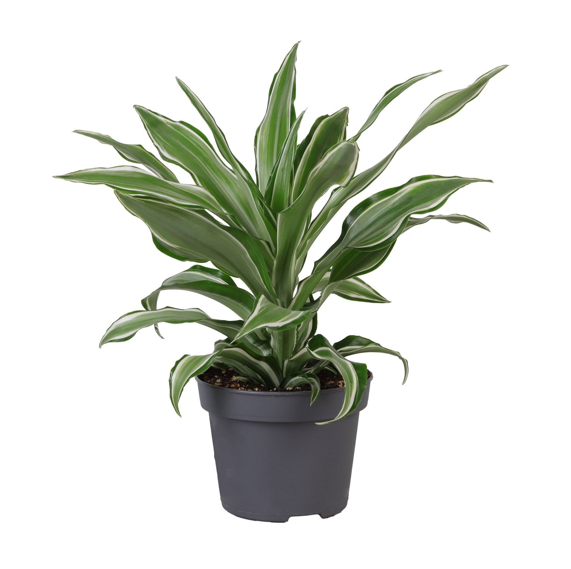 Dracaena Dragontree� Kanzi, D 12
