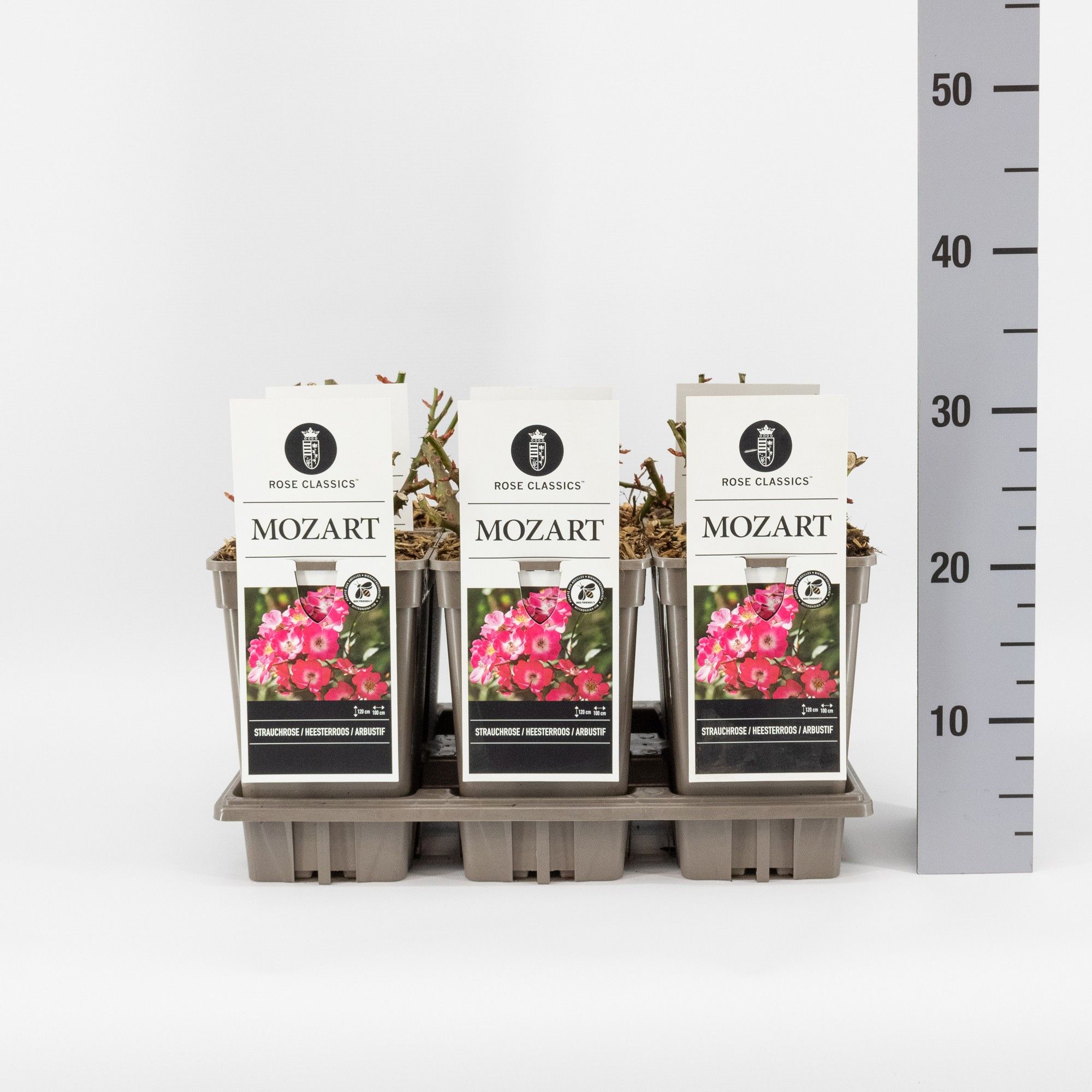 Rosa (H) Mozart ®, C3, D 17