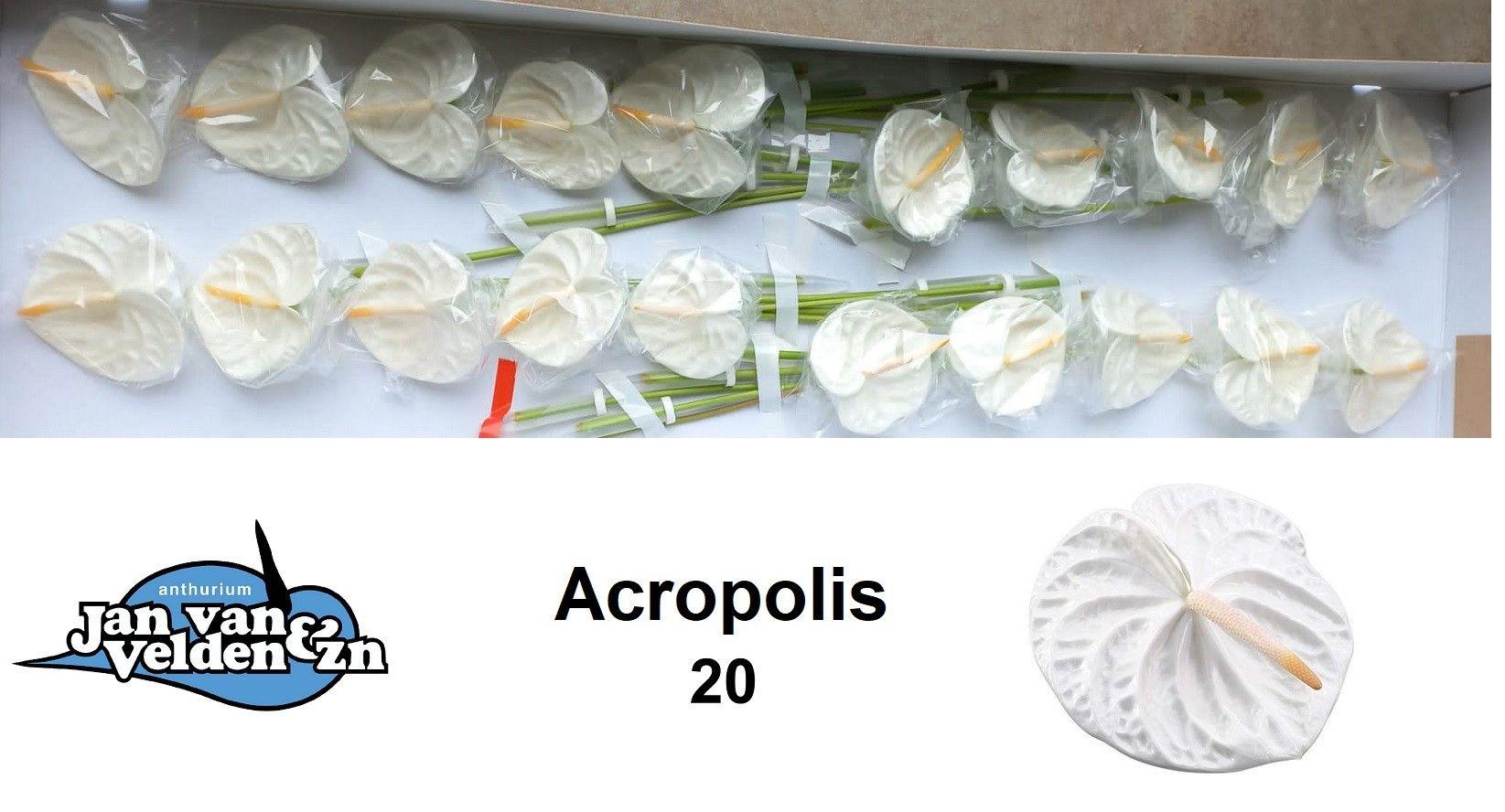 Антуриум Акрополис (бел.) x20, шт.