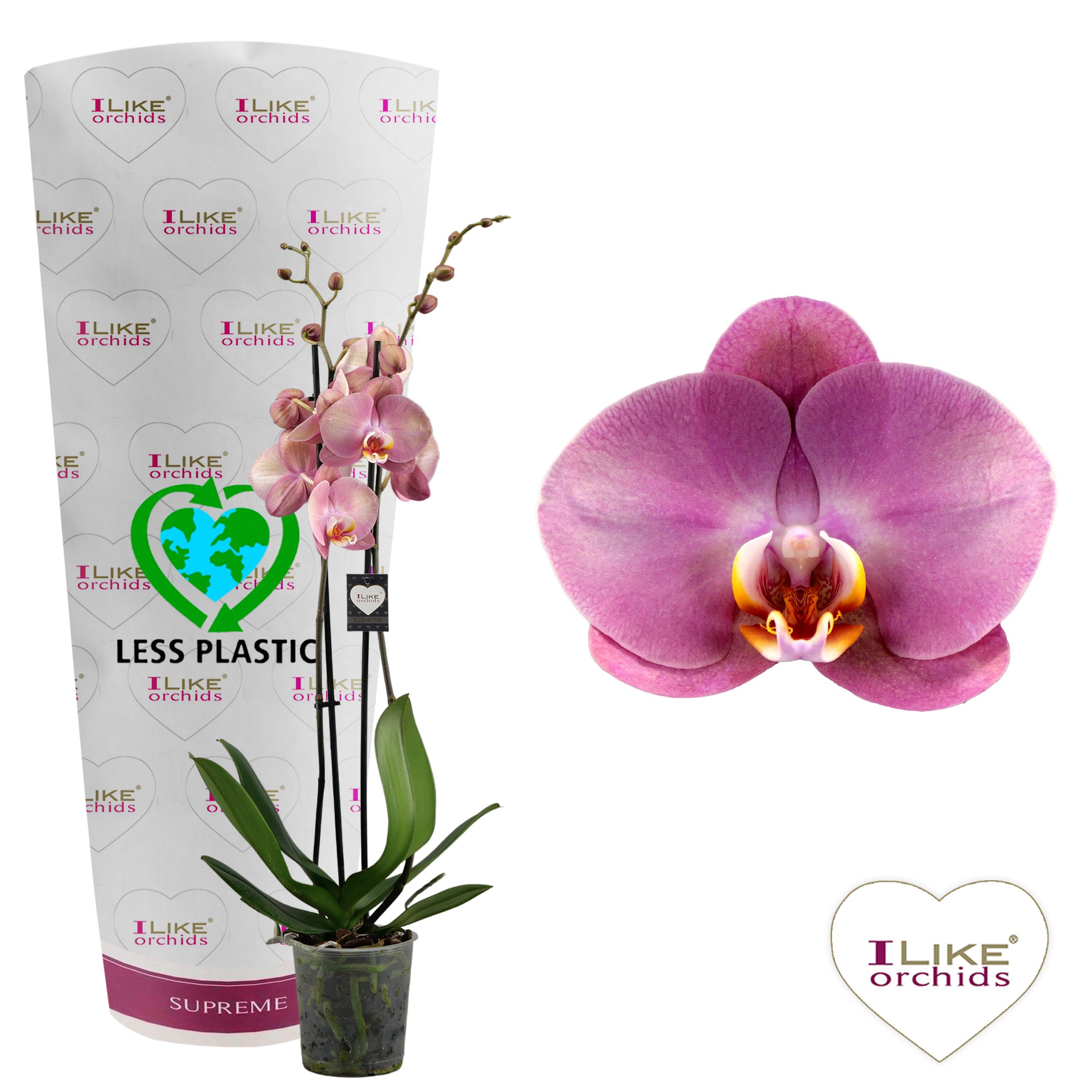 Phalaenopsis Honey Peach - 2 tak 70cm (Less Plastic), D 12