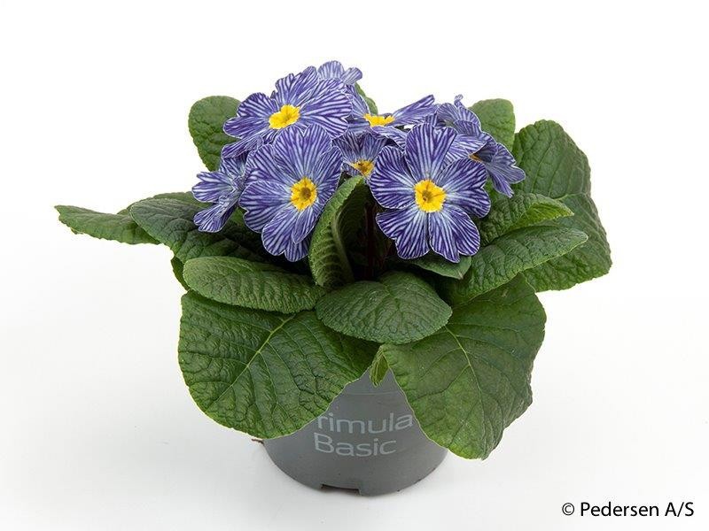 PRIMULA VULGARIS-HYBRID 'ZEBRA BLUE', D 11