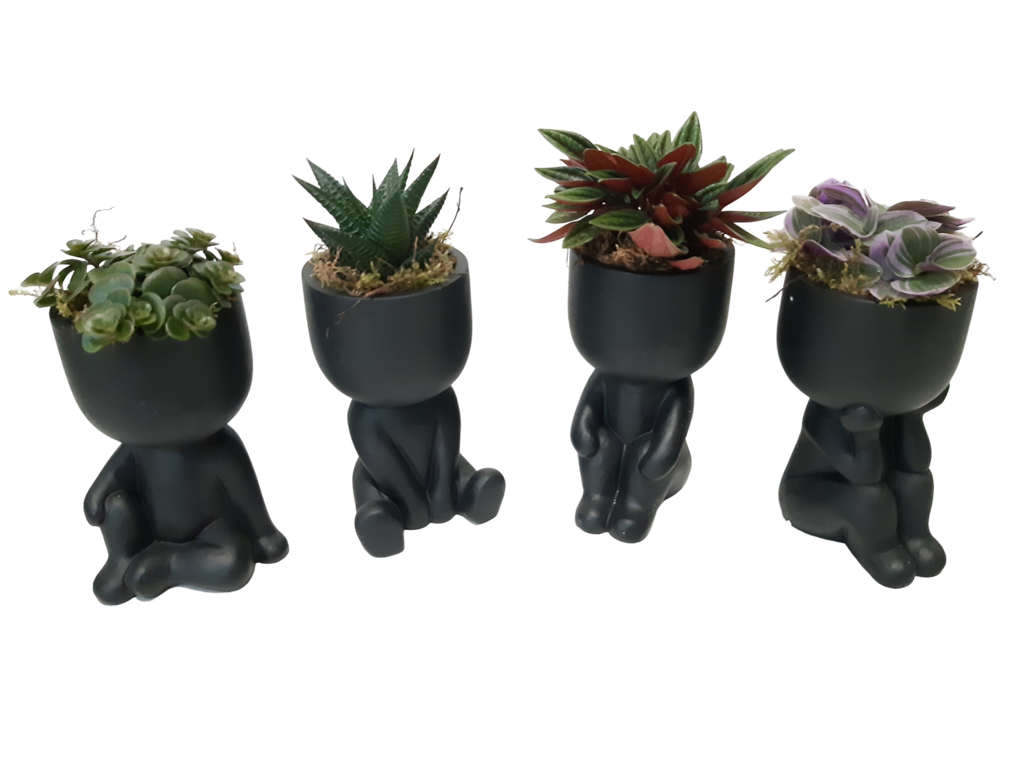 NEW 2026 Chillings Black mixtray minigroenmix, D 13