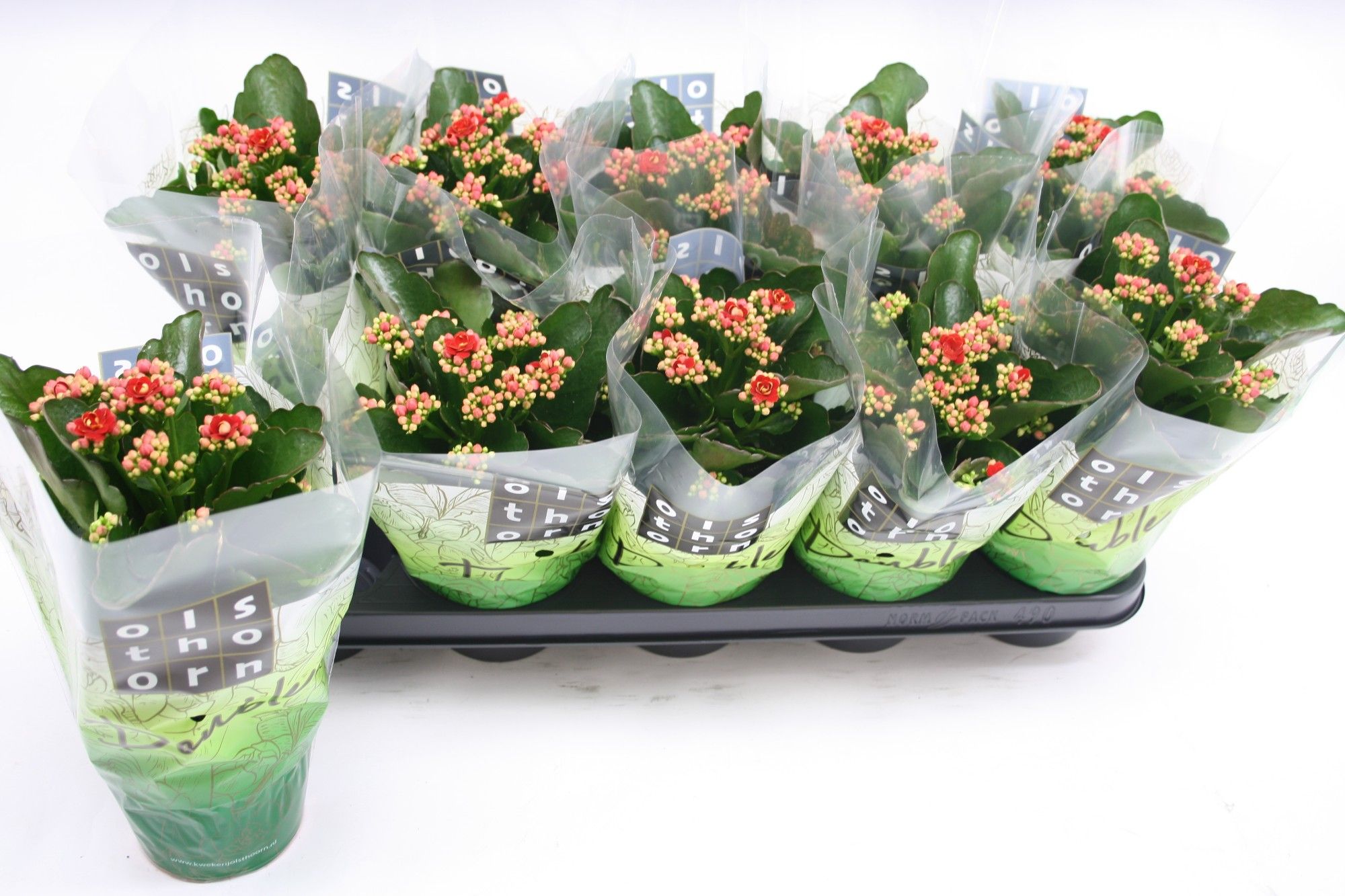 Gevuld 12 cm ROOD, D 12