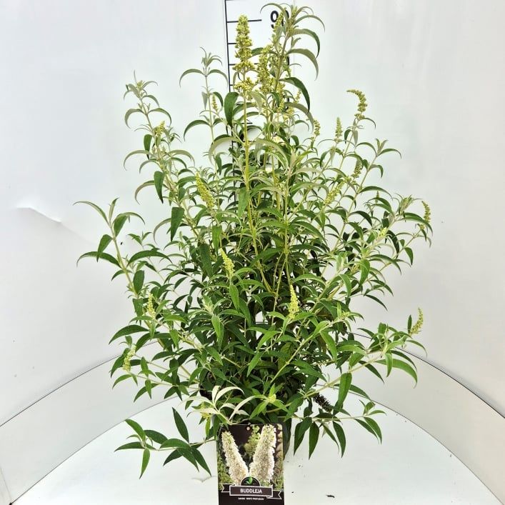 Buddleja dav. White Profusion, D 28