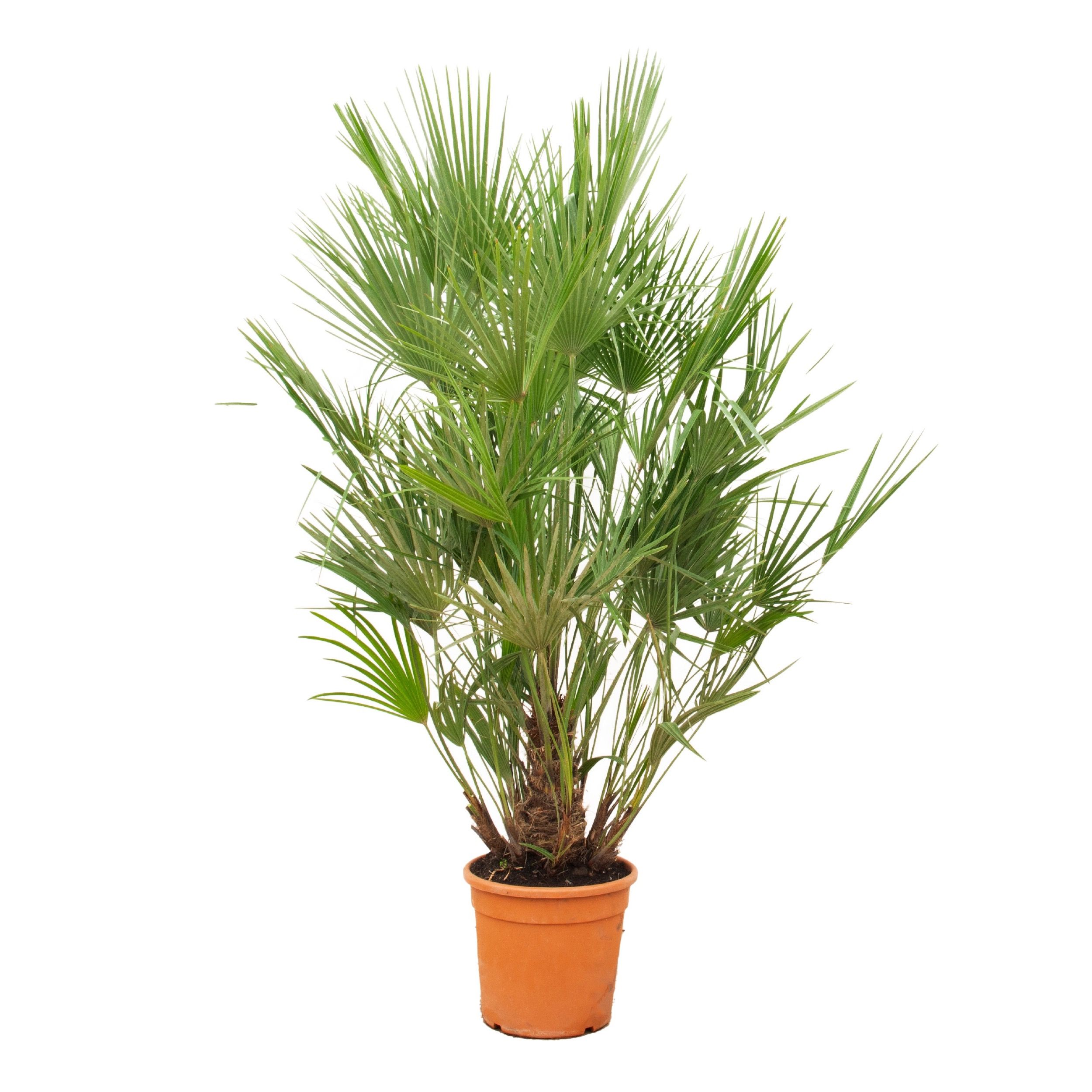 Chamaerops Humilis - 190cm, D 30