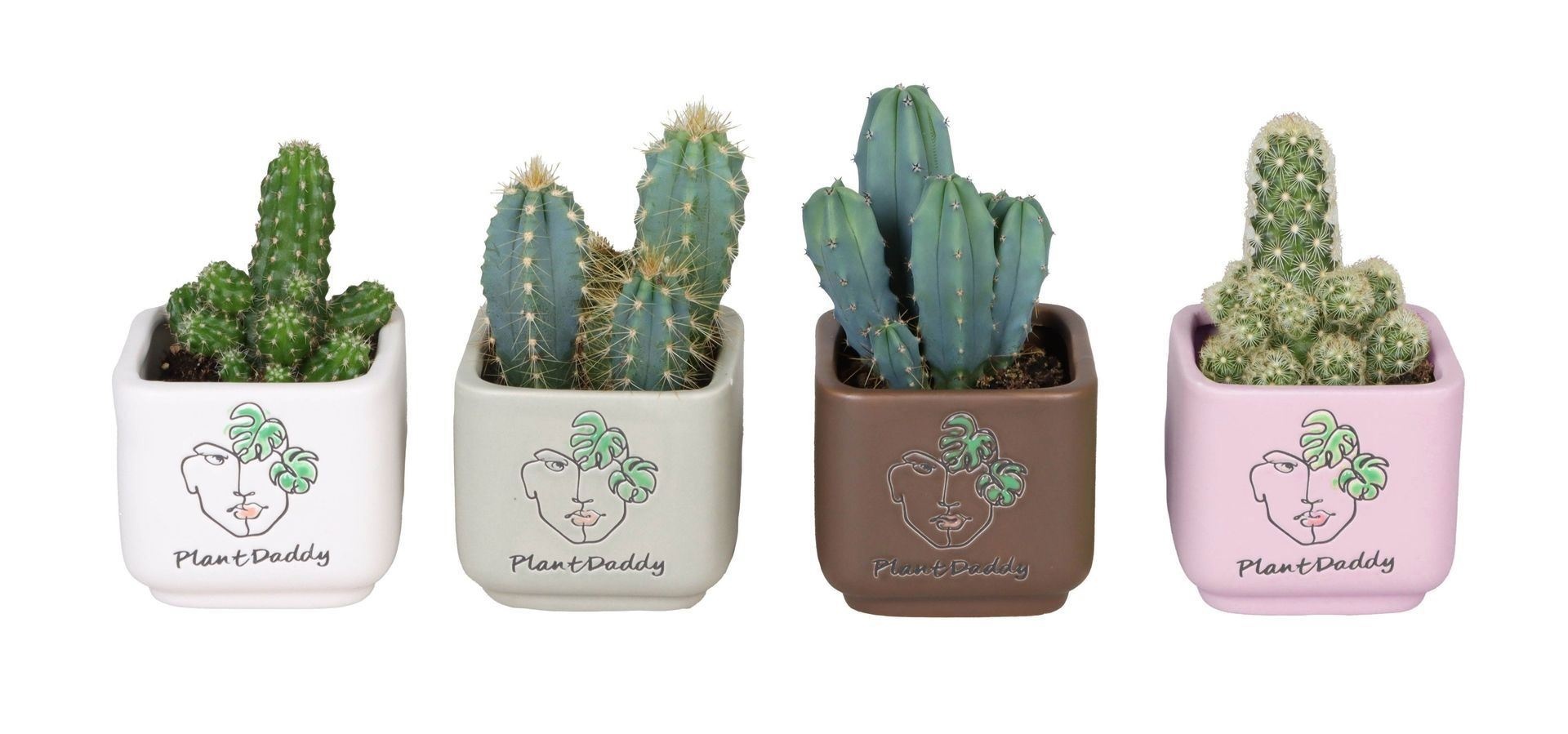 L 67118 With Cactus Mix 6 cm, D 6