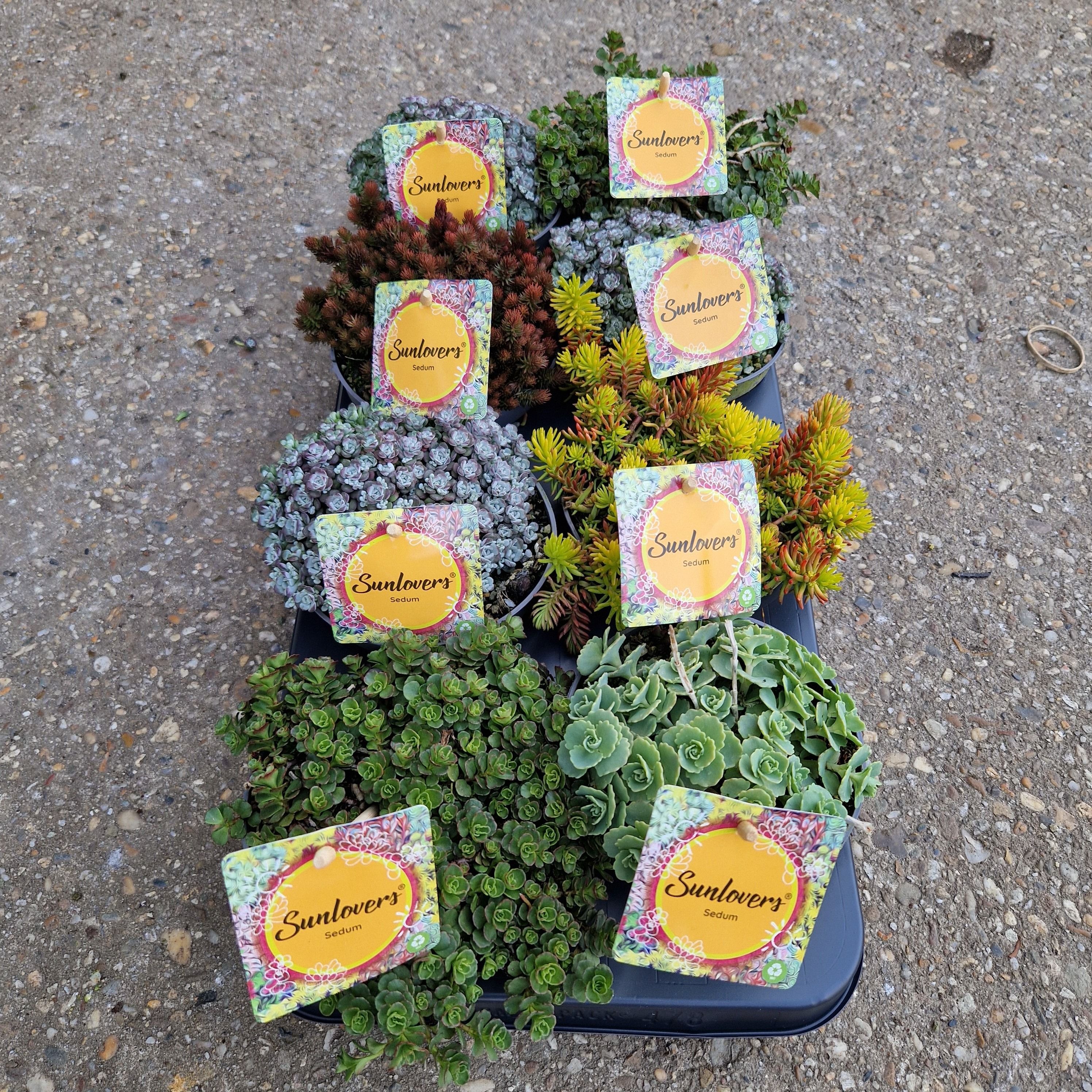 Sedum Mix, D 13
