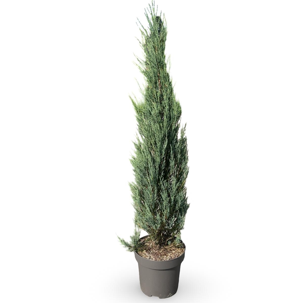 Juniperus s. 'Blue Arrow', D 32