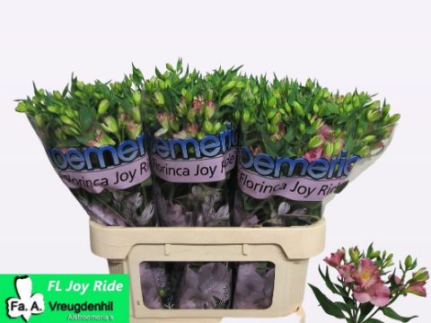 Альстромерия Джой Райд (светло-роз.), шт.