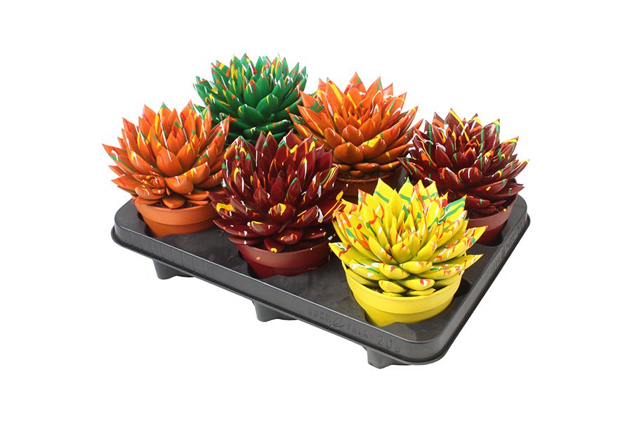 Miranda coloured Splash autumn mix, D 12