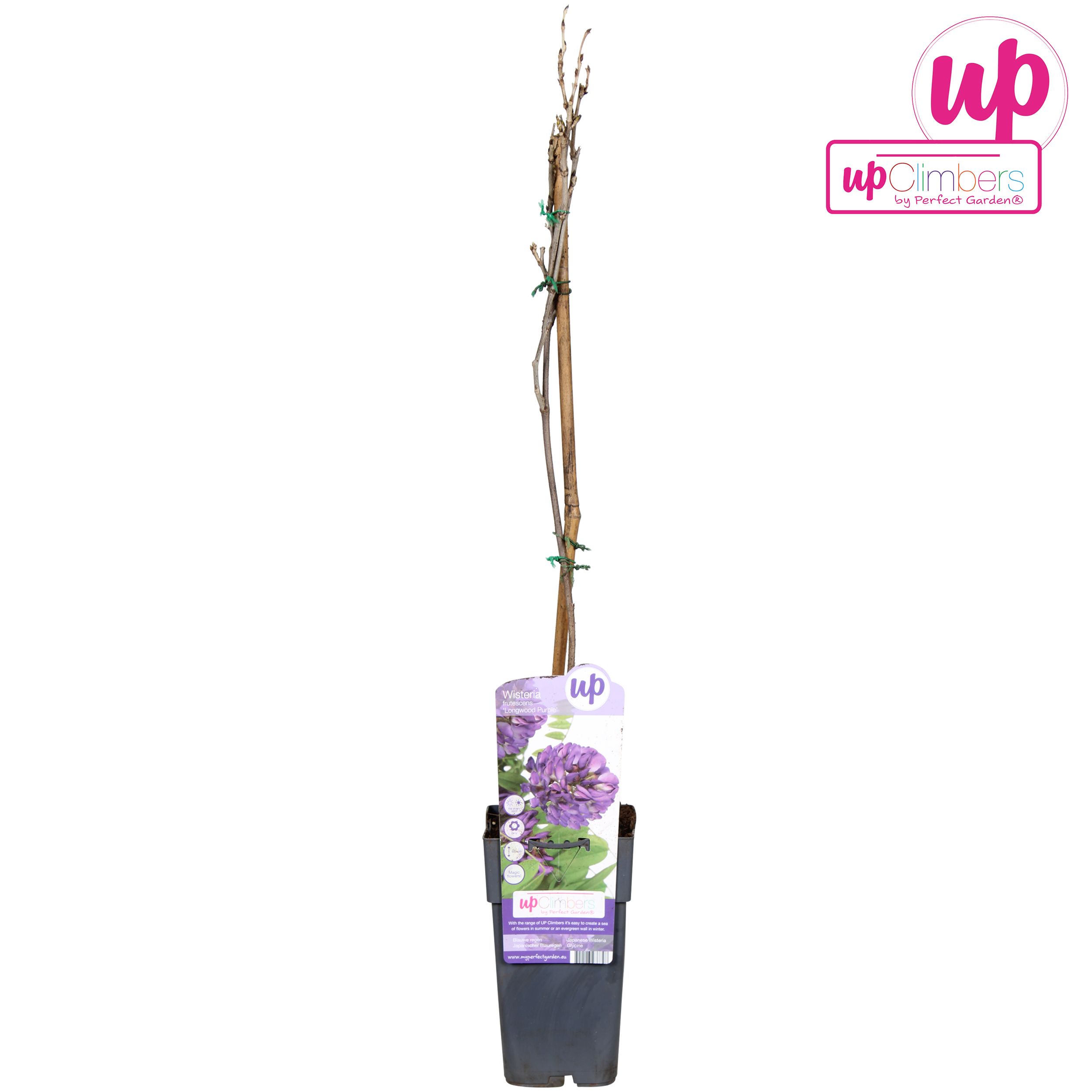 Wisteria frutescens 'Longwood Purple' P15, D 15