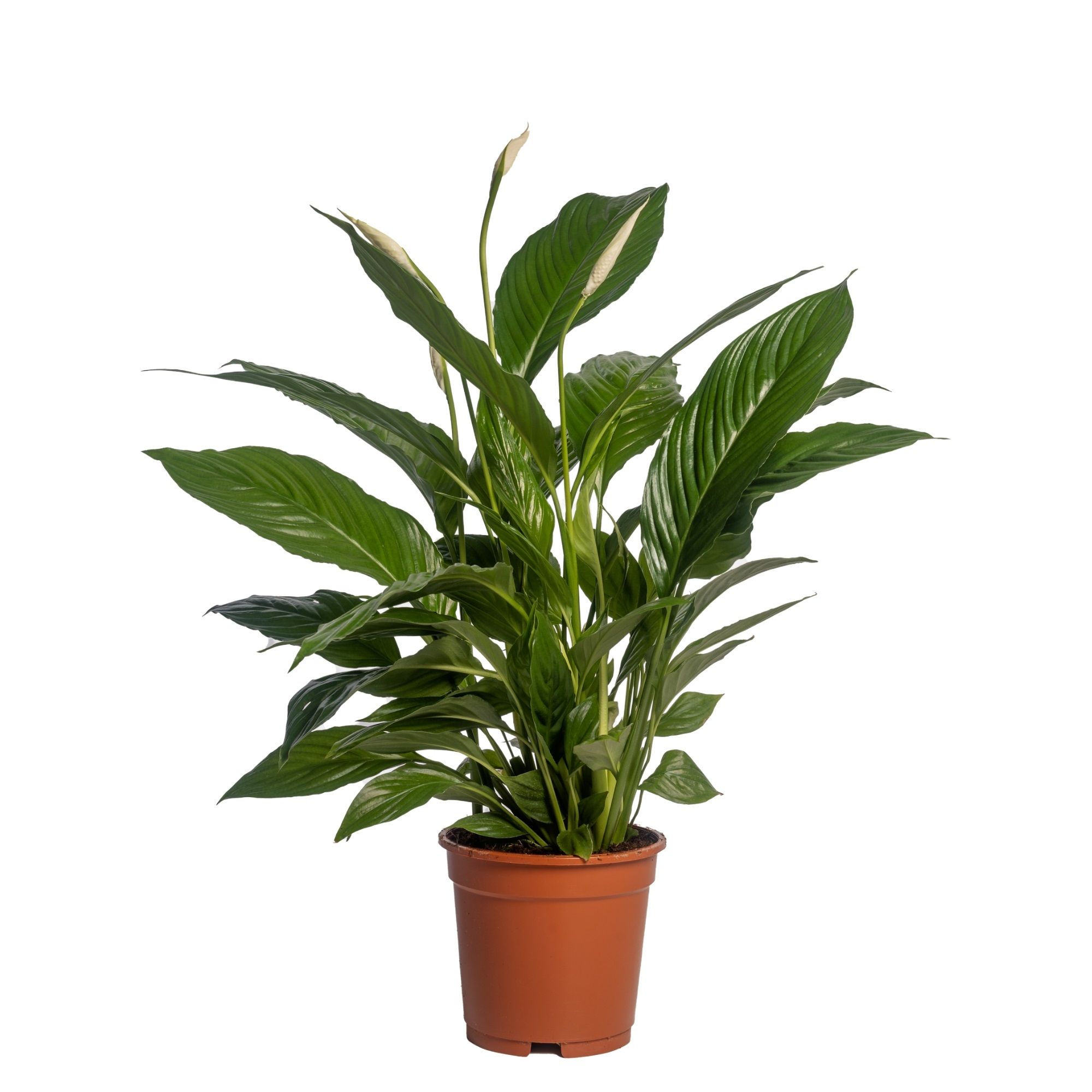 Spathiphyllum 'Vivaldi Spa' zonder potcover, D 17