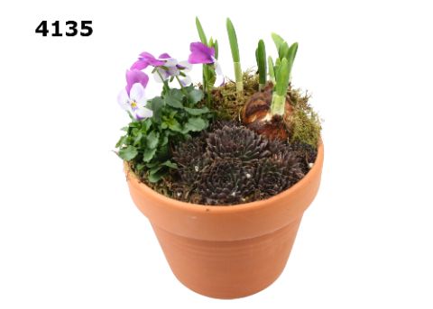 Roodsteen azalea pot M vroege sempervivum, D 16