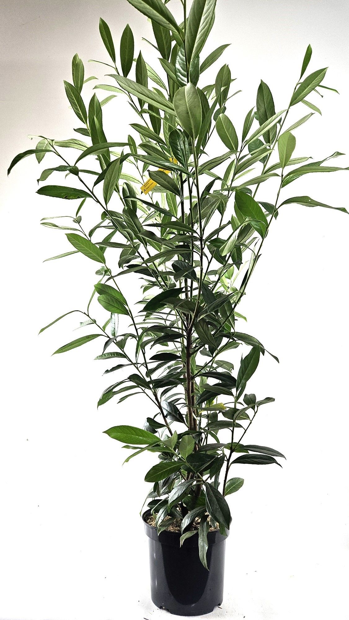 Prunus laur. 'Caucasica' 125-, D 26