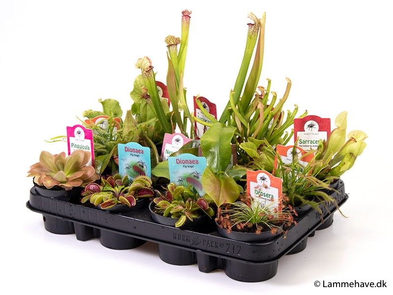 CARNIVOROUS MIX 150, D 9