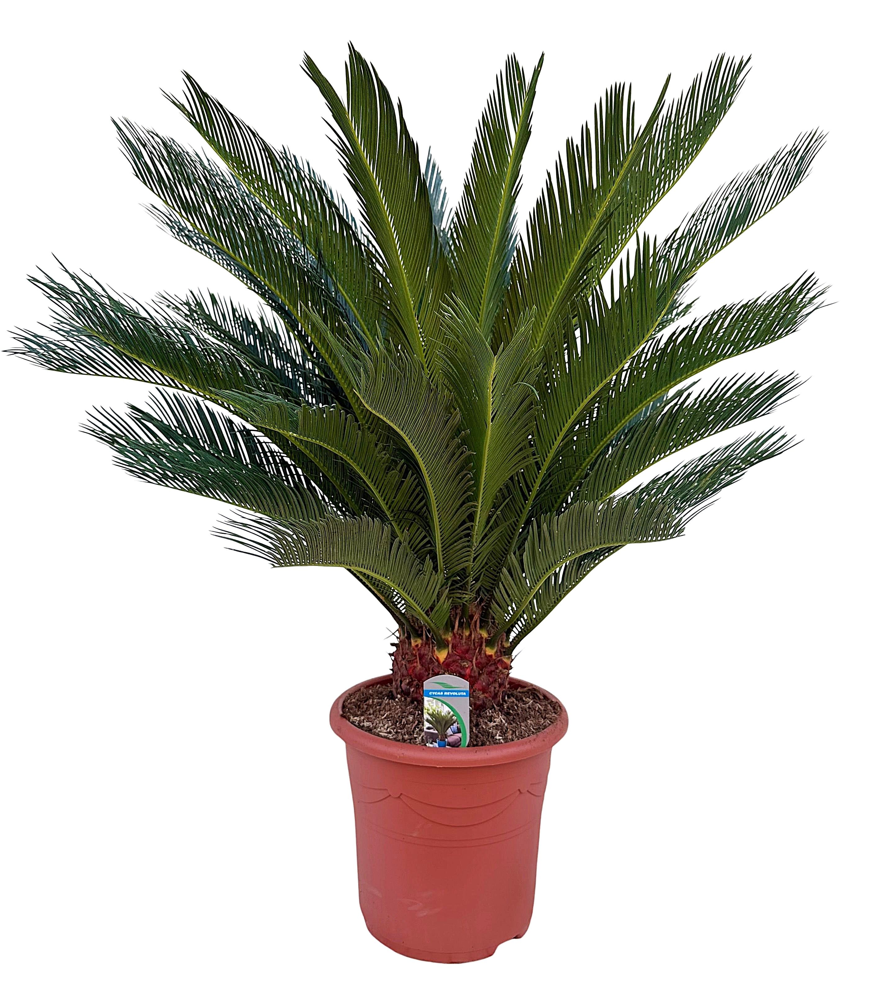 Cycas revoluta P32, D 32