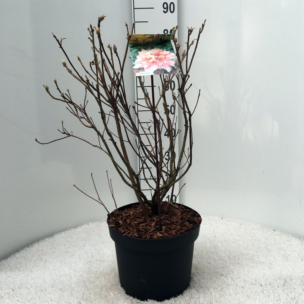 Rhodo. (AK) 'Berryrose' pink/yellow, D 29