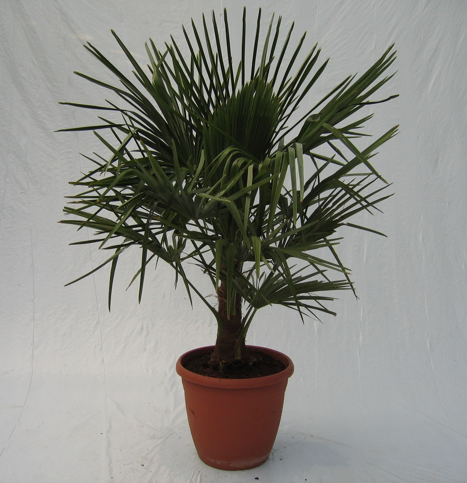 Trachycarpus fortunei, D 33