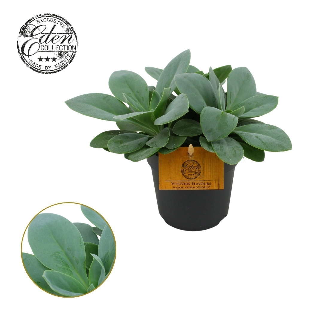 Senecio Cephalophorus 10,5cm, D 10,5
