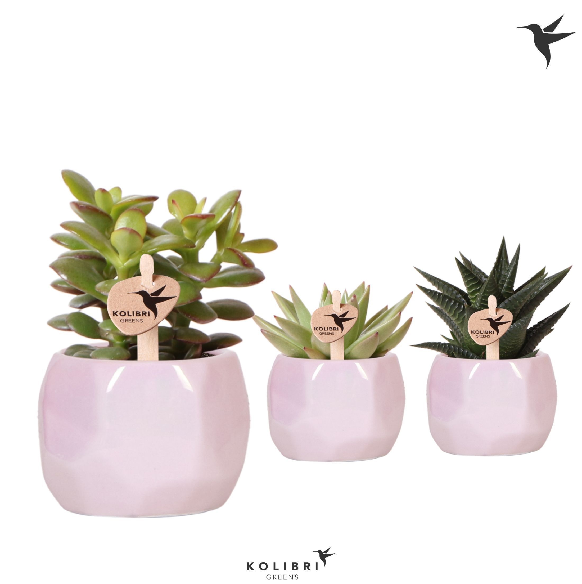 Kolibri Greens Succulenten mix in Pearl pot pink, D 6