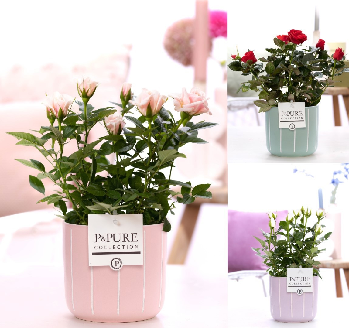 Rosa gemengd in P&PURE Fleur ceramics ass. 3, D 12