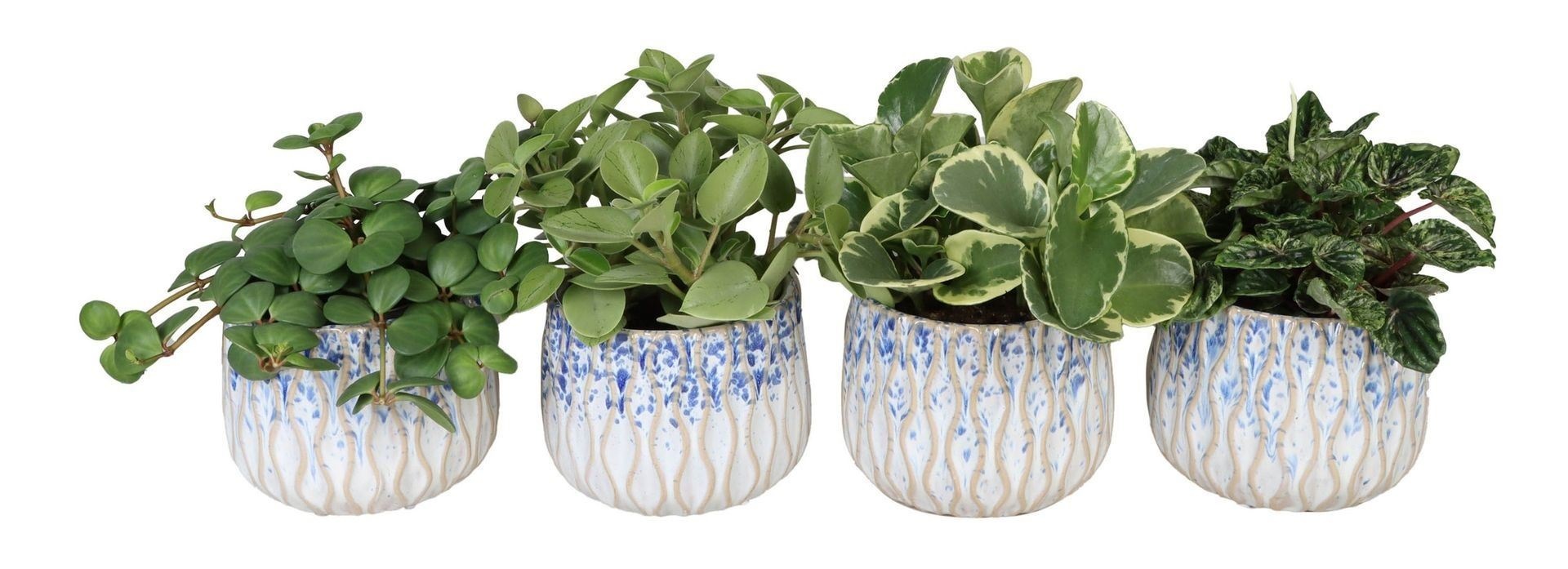 L 67298 with Peperomia Mix 12 cm, D 12