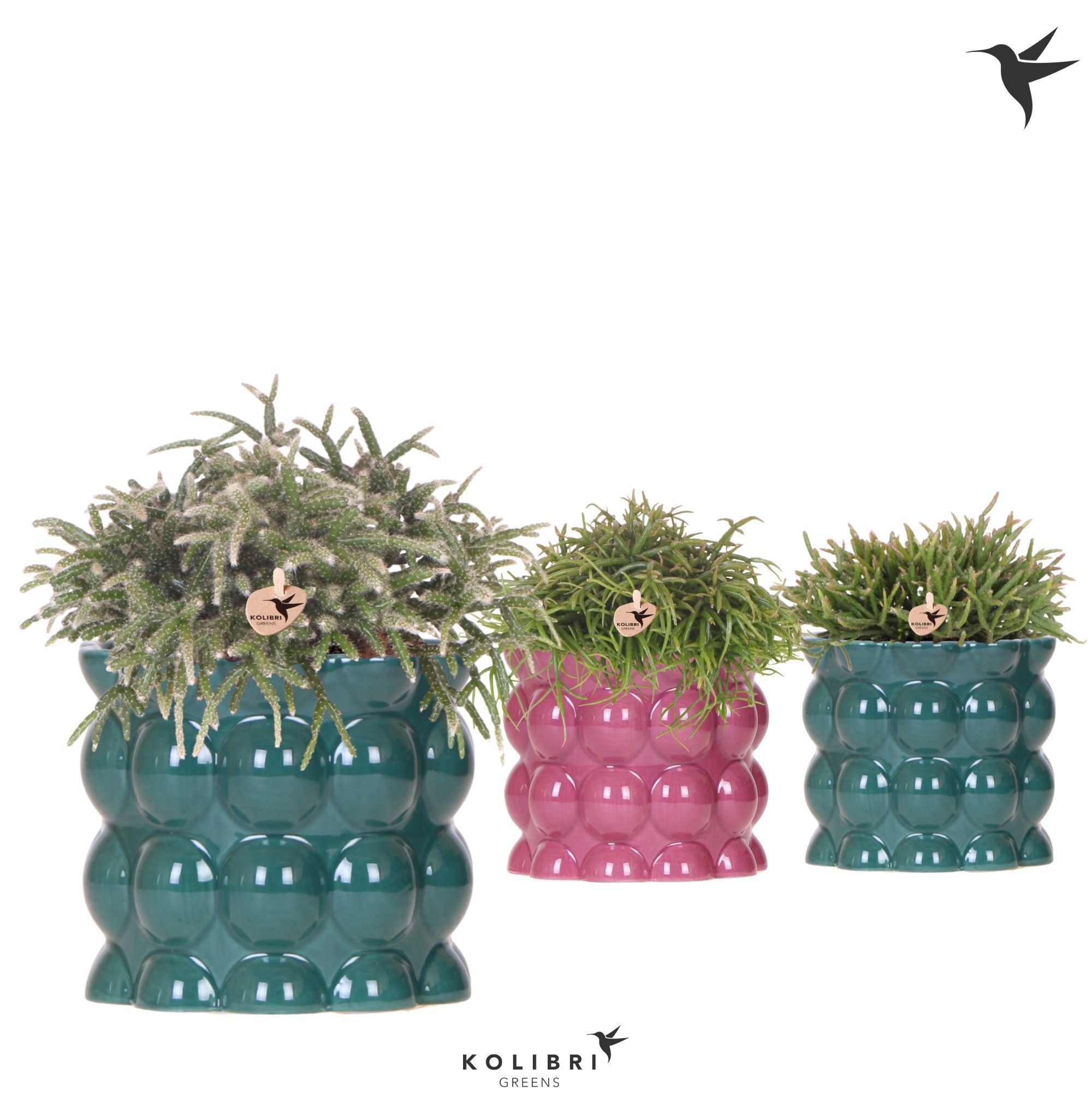 Kolibri Greens Rhipsalis mix in Cotton pot green mix, D 12