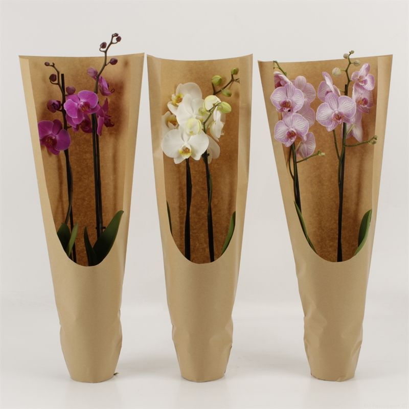 Phalaenopsis gemengd 2 tak gemengd ECO, D 12