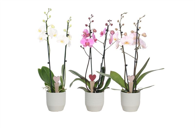 Tirza p12 vanilla mix Phal mix 2T14+, D 12