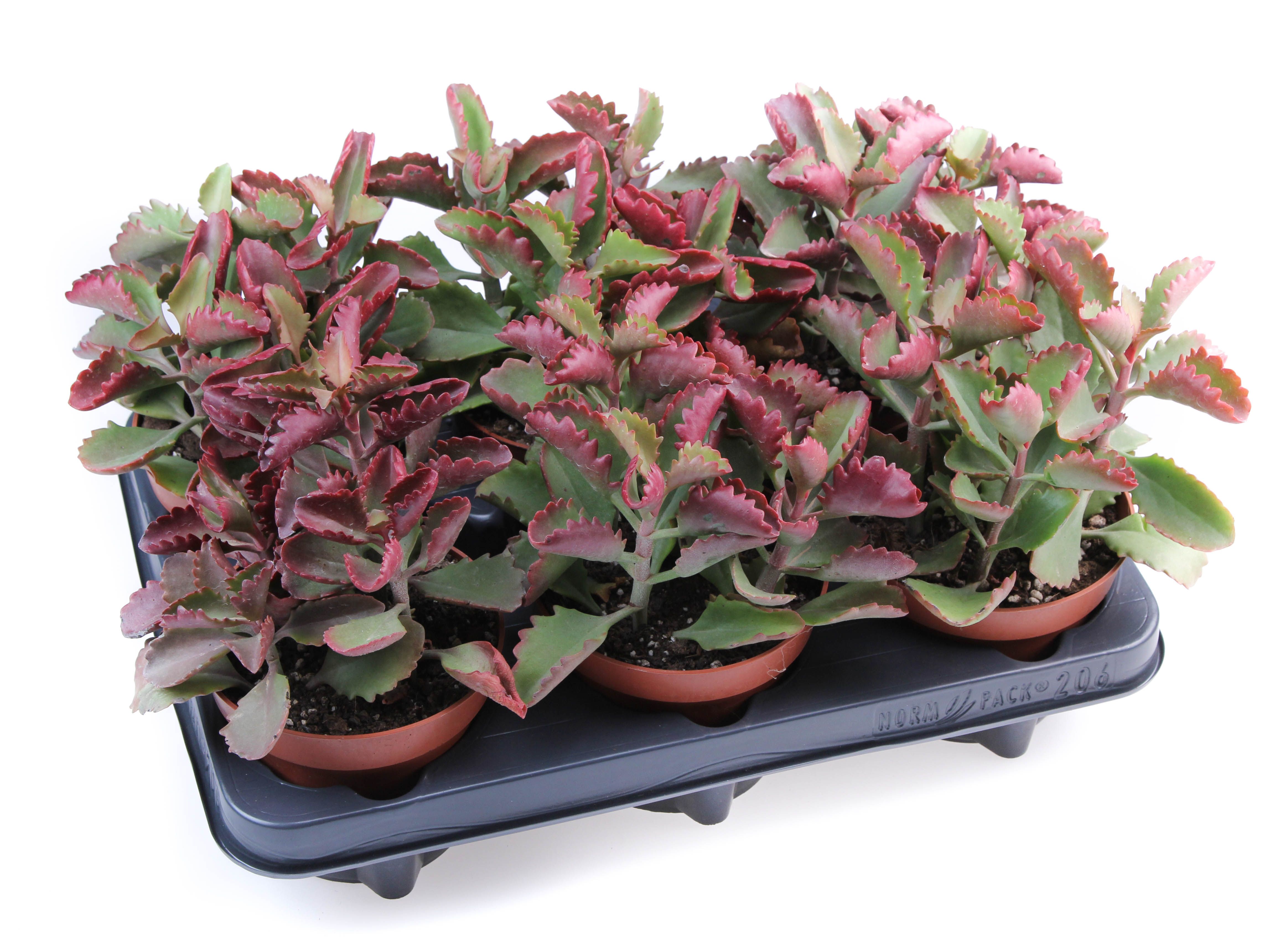 Kalanchoe Rubinea, D 12