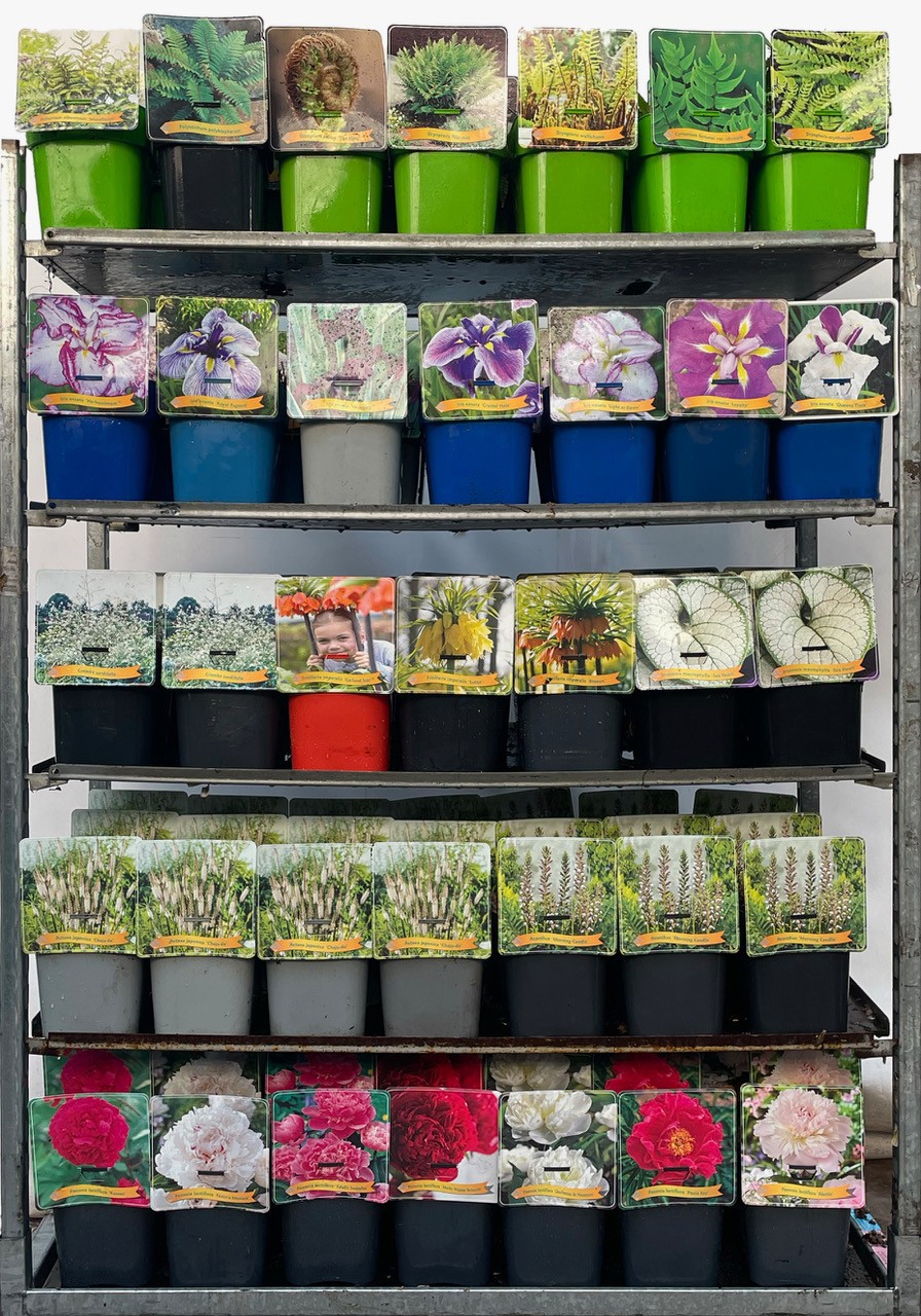 Vaste planten Mix CC 2 C5, D 21