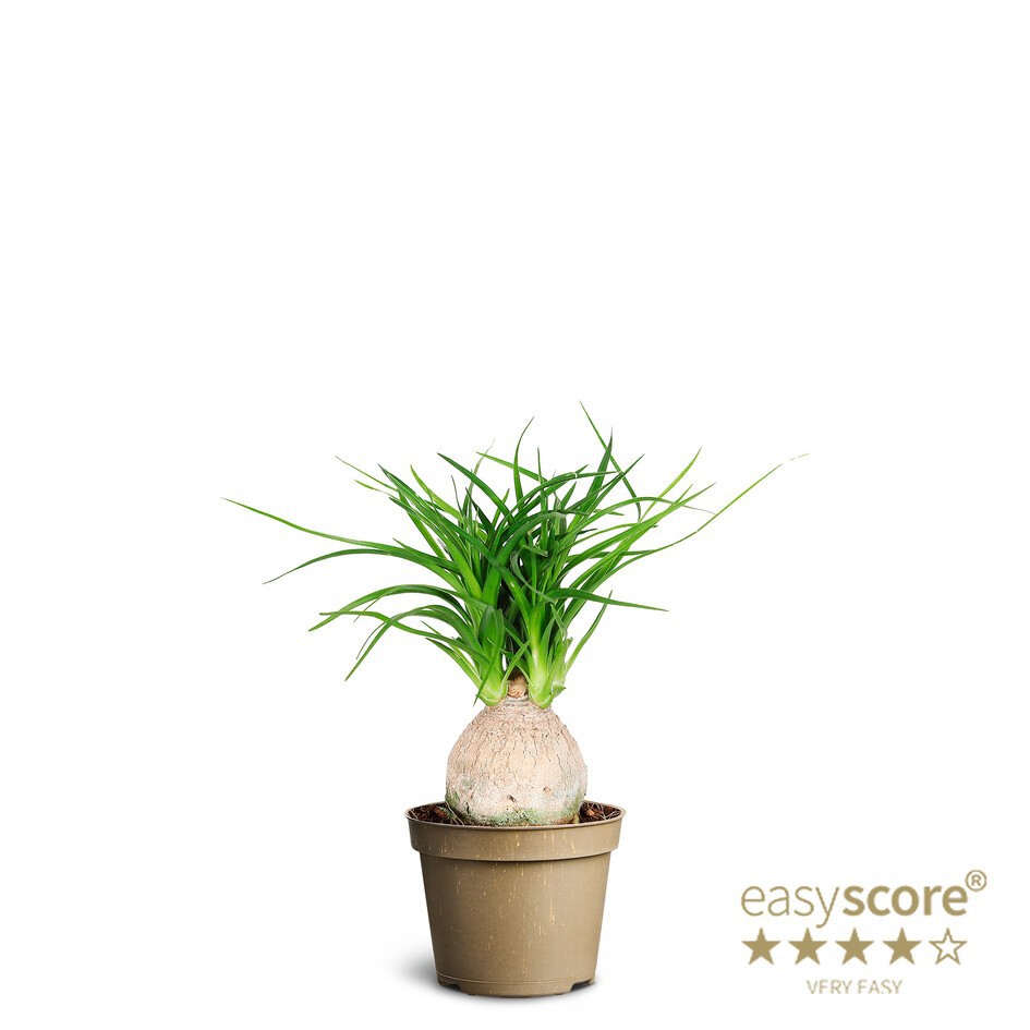 BEAUCARNEA RECURVATA, D 6