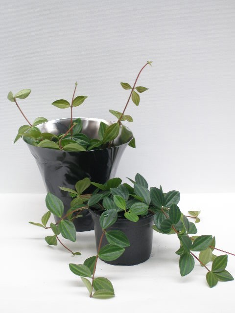 PEPEROMIA ANGULATA 'SURO', D 11