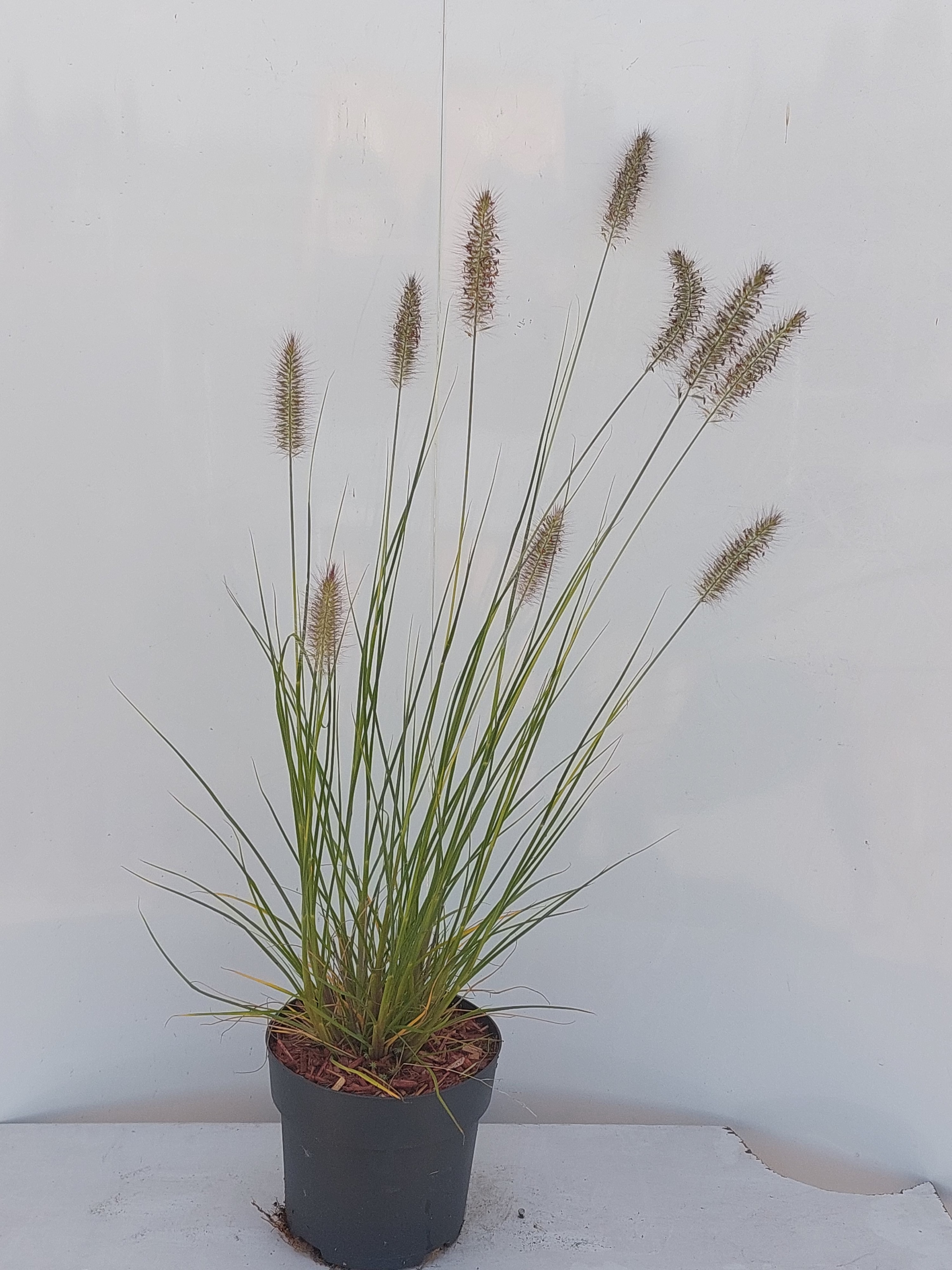 Pennisetum alopecuiodes Hameln, D 17