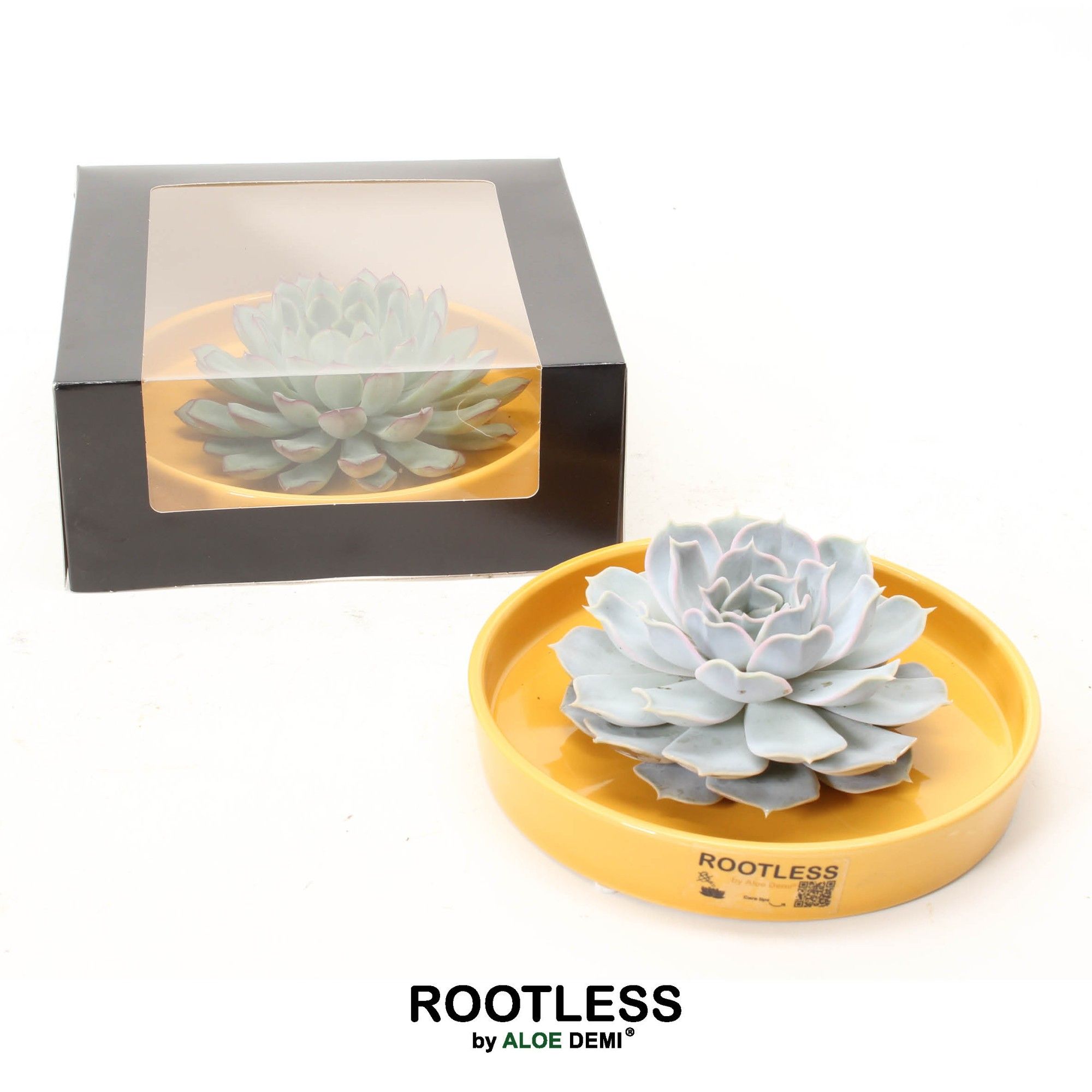 ROOTLESS Echeveria, Yellow bowl - black box, D 21