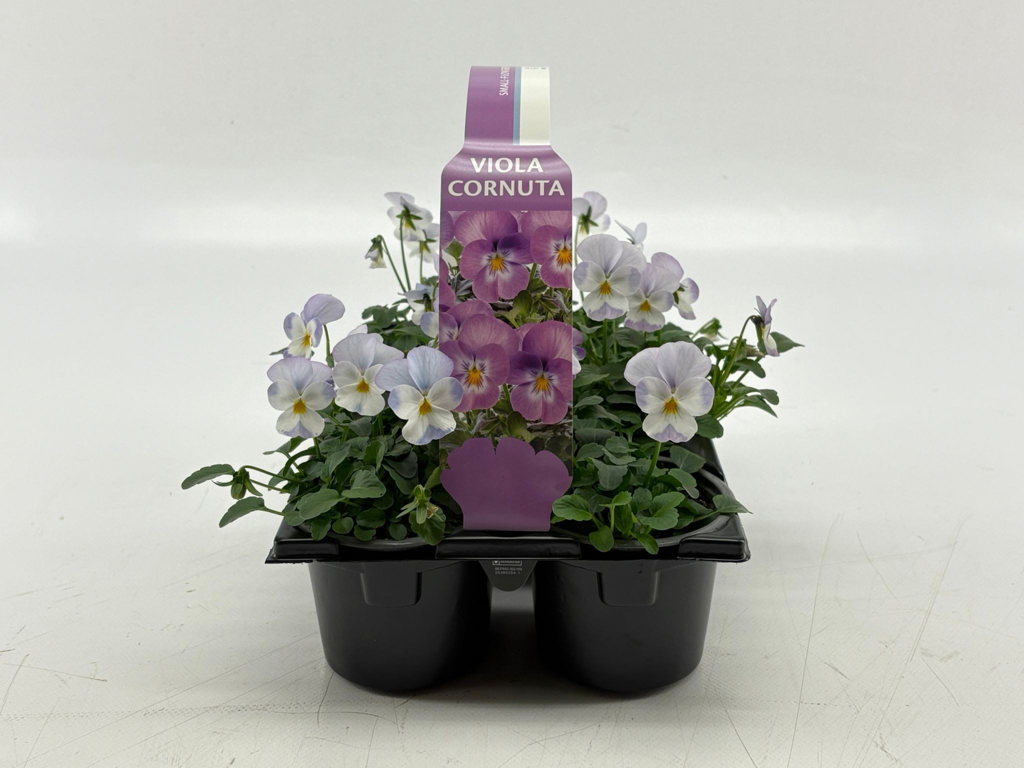 Sixpack Viola Cornuta Lavender Pink, D 9