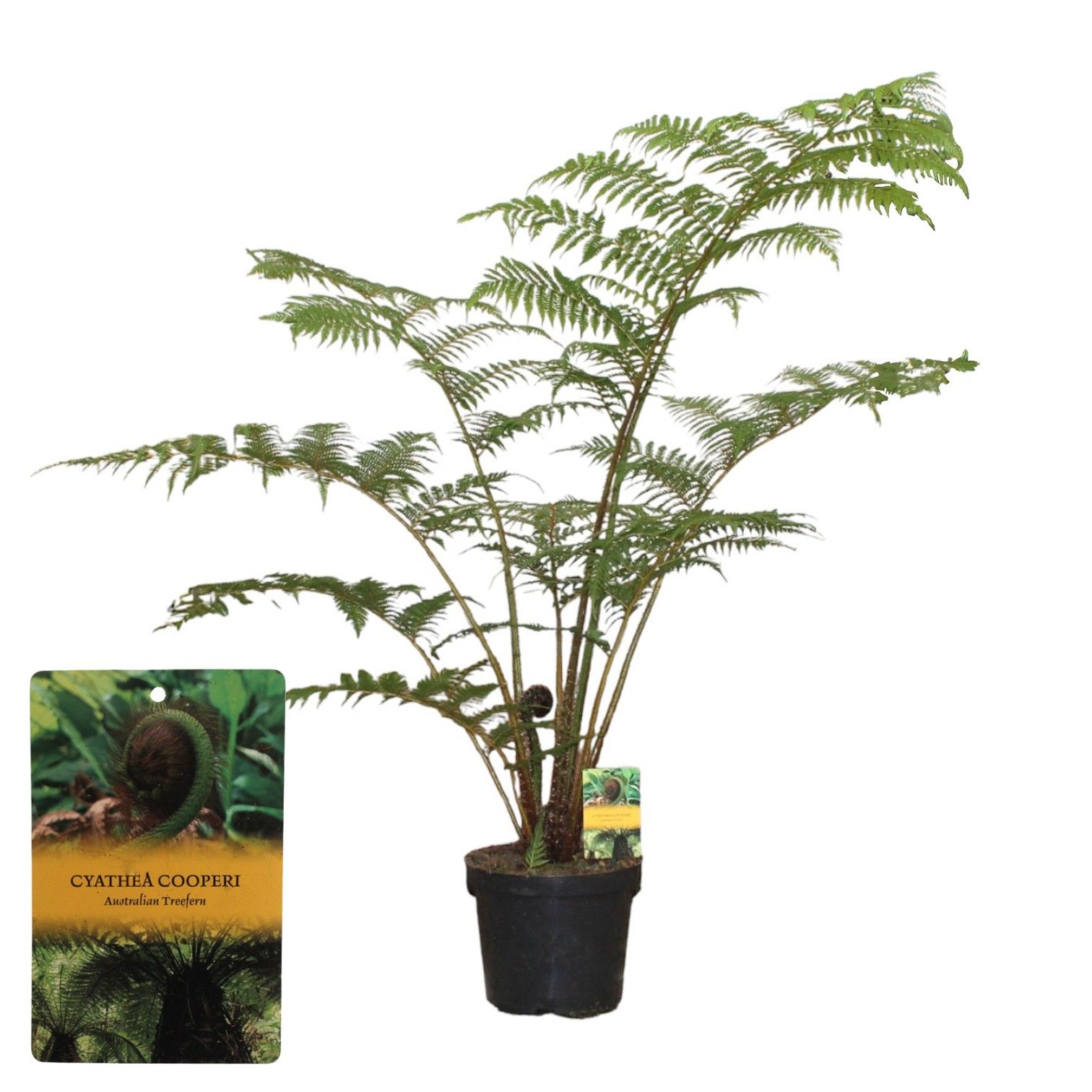 Cyathea Cooperii (Australian Tree Fern), D 29